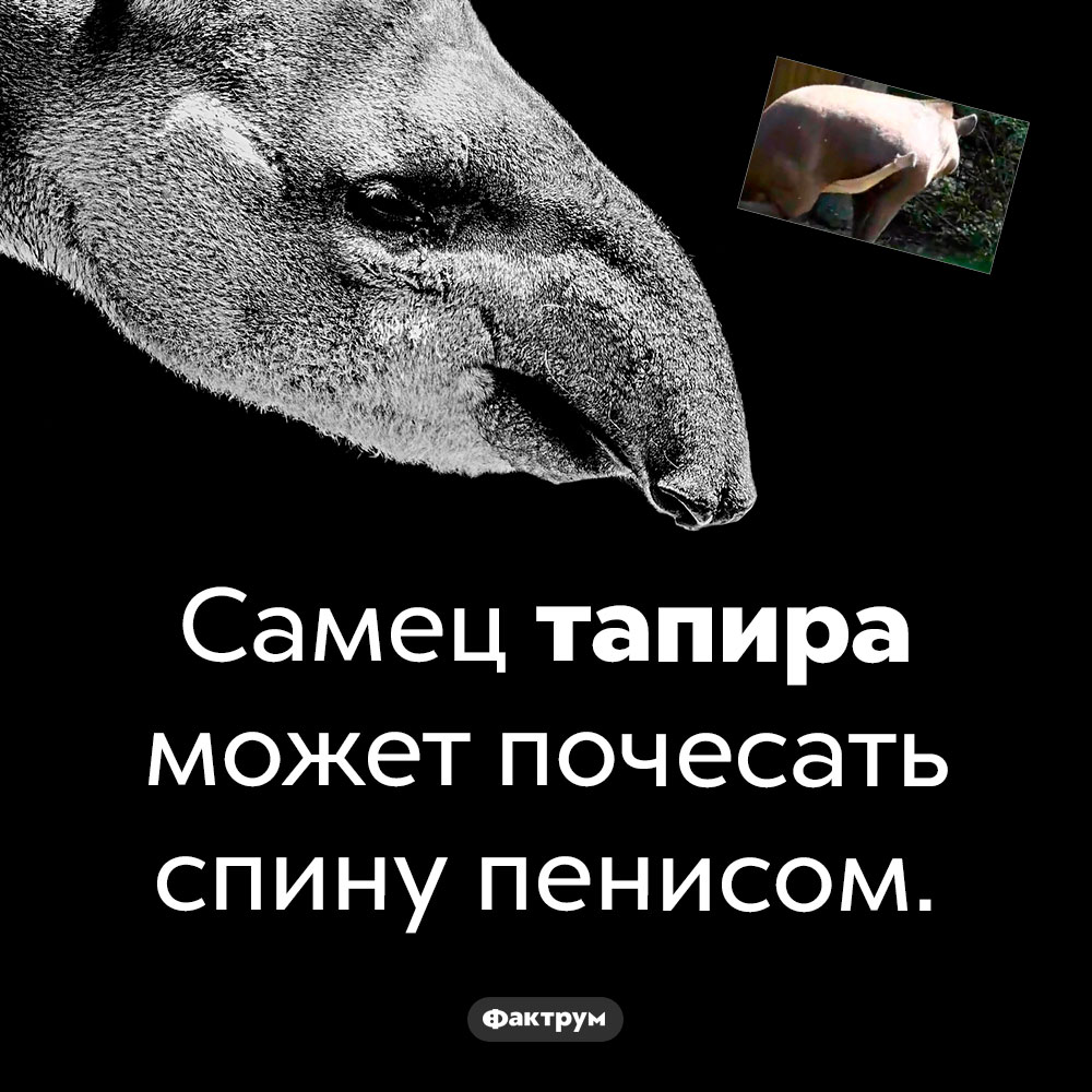 Фокус самцов тапира. Самец тапира может почесать спину пенисом.