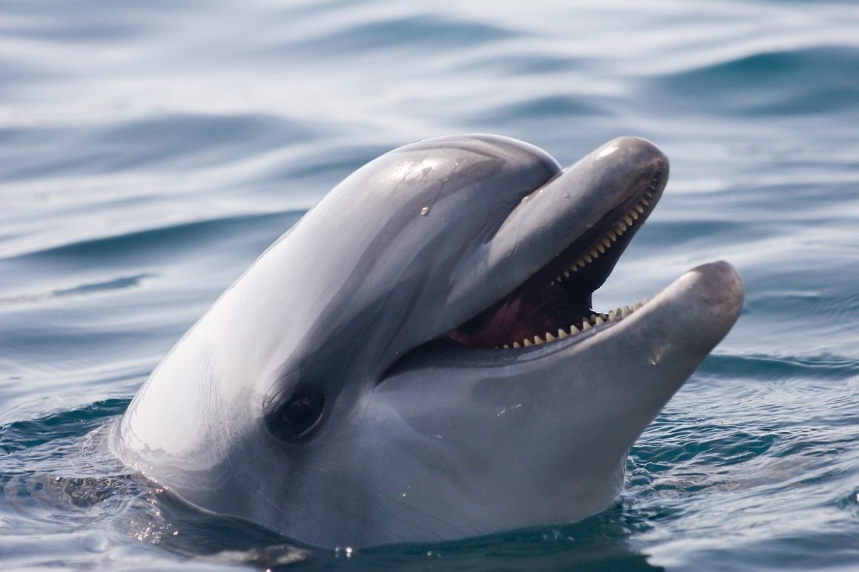 Интересные факты о дельфинах