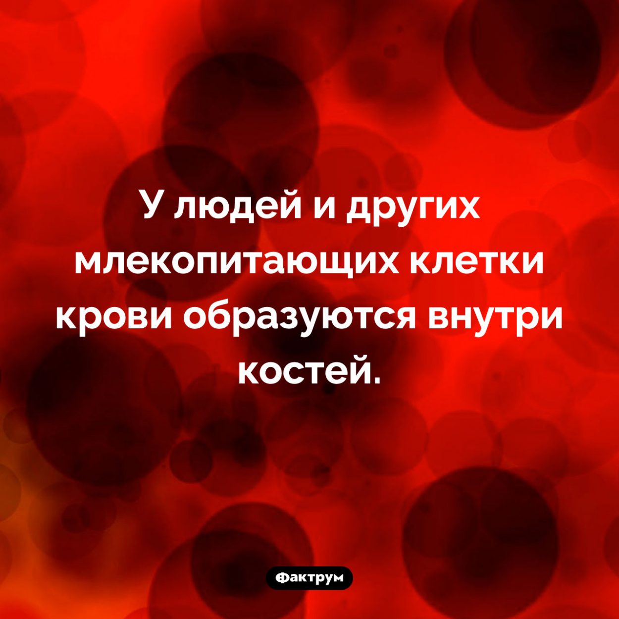 Где образуются клетки крови. У людей и других млекопитающих клетки крови образуются внутри костей.