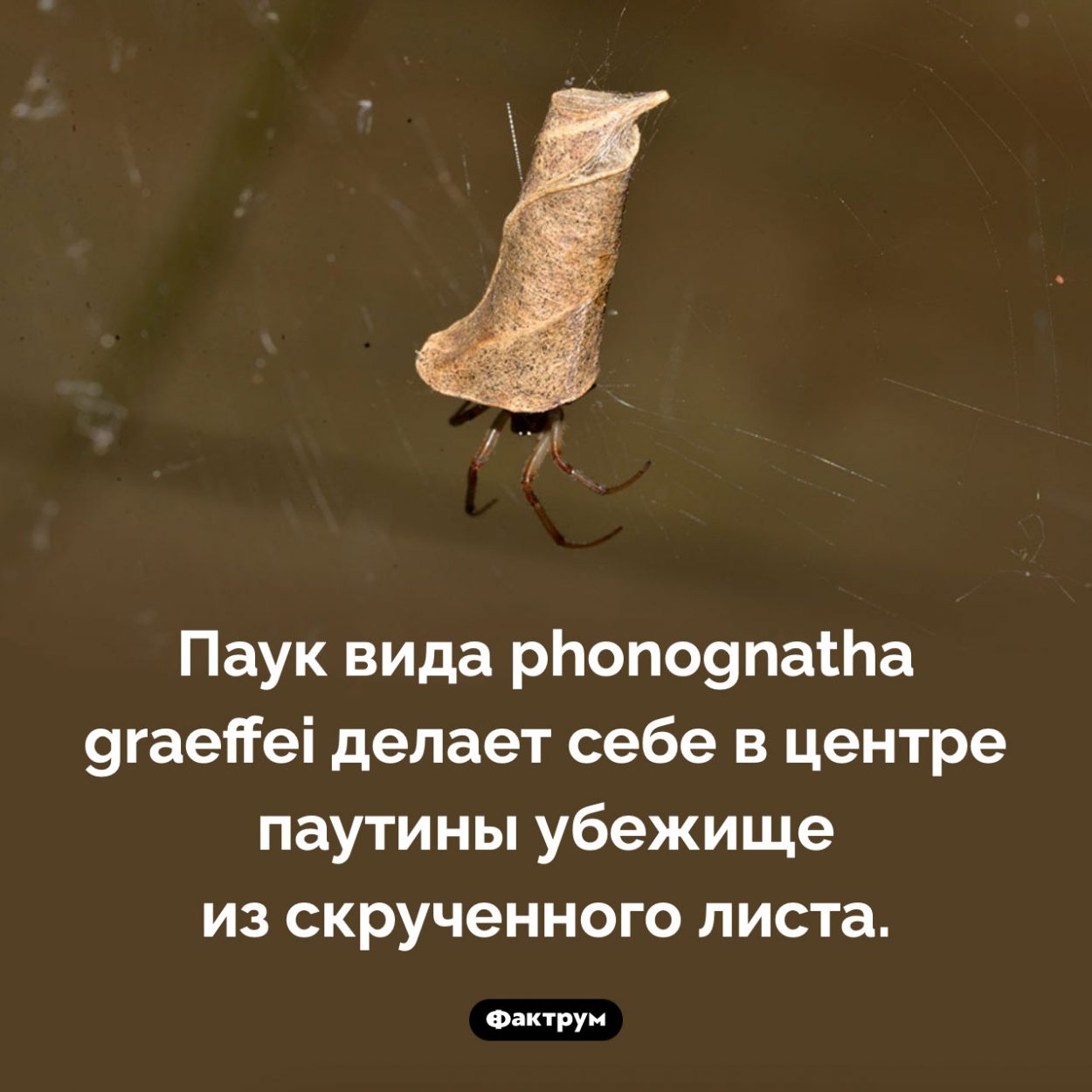 Паук, скручивающий листья. Паук вида <em>Phonognatha graeffei</em> делает себе в центре паутины убежище из скрученного листа.
