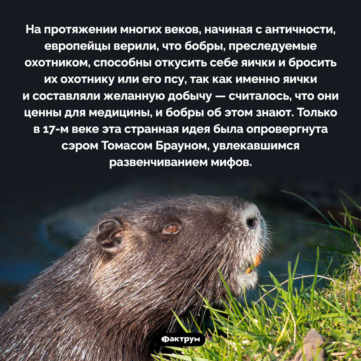 Зачем бобру откусывать себе яички. На протяжении многих веков, начиная с античности, европейцы верили, что бобры, преследуемые охотником, способны откусить себе яички и бросить их охотнику или его псу, так как именно яички и составляли желанную добычу — считалось, что они ценны для медицины, и бобры об этом знают. Только в 17-м веке эта странная идея была опровергнута сэром Томасом Брауном, увлекавшимся развенчиванием мифов.