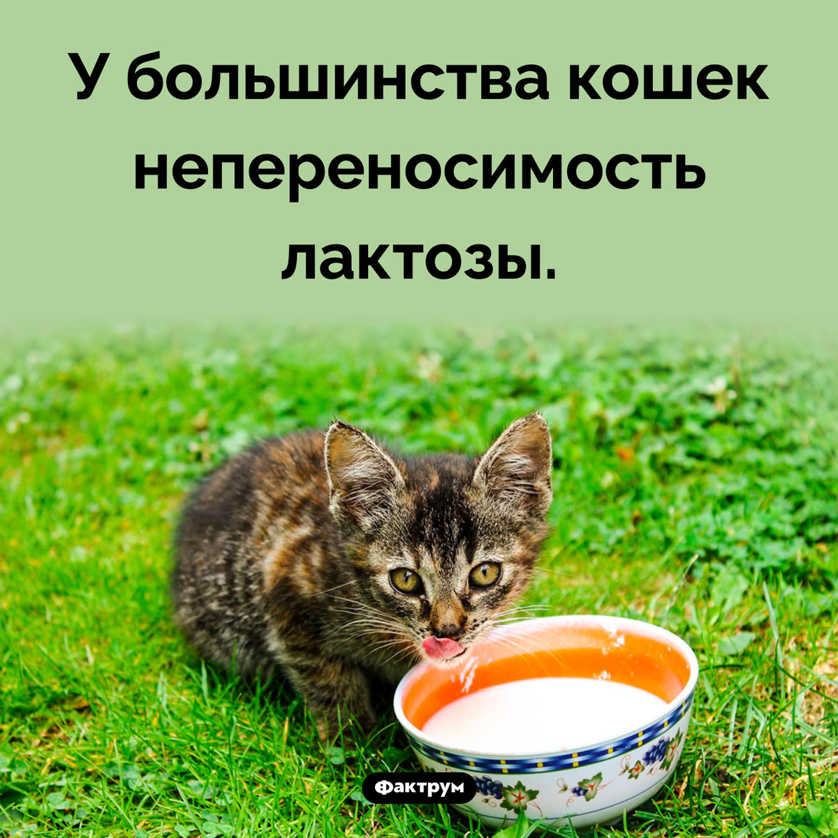 Кошки не переносят молочный сахар. У большинства кошек непереносимость лактозы.