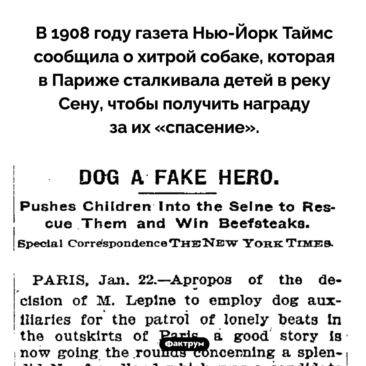 Хитрая французская собака. В 1908 году газета Нью-Йорк Таймс сообщила о хитрой собаке, которая в Париже сталкивала детей в реку Сену, чтобы получить награду за их «спасение».