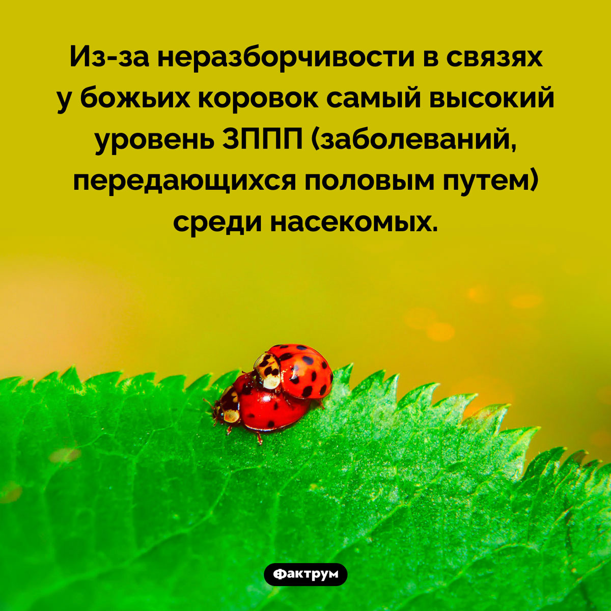 Неразборчивые связи божьих коровок. Из-за неразборчивости в связях у божьих коровок самый высокий уровень ЗППП (заболеваний, передающихся половым путем) среди насекомых.