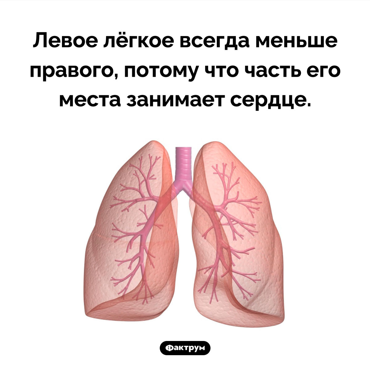 Почему левое больше правого. Правое легкое. Левое легкое. Левое легкое меньше правого. Строение легких.