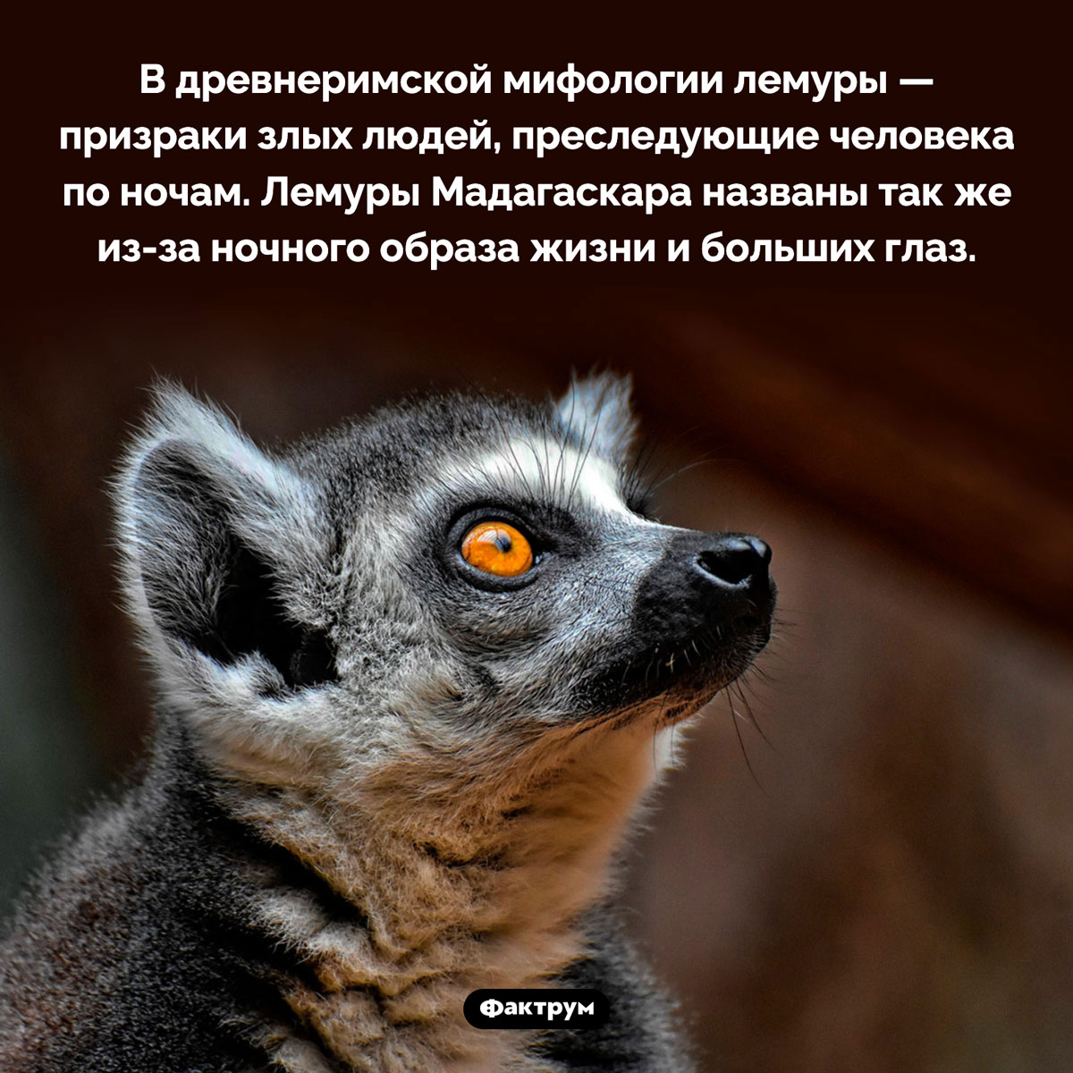 Мадагаскарские приматы  названы в честь призраков. В древнеримской мифологии лемуры — призраки злых людей, преследующие человека по ночам. Лемуры Мадагаскара названы так же из-за ночного образа жизни и больших глаз.