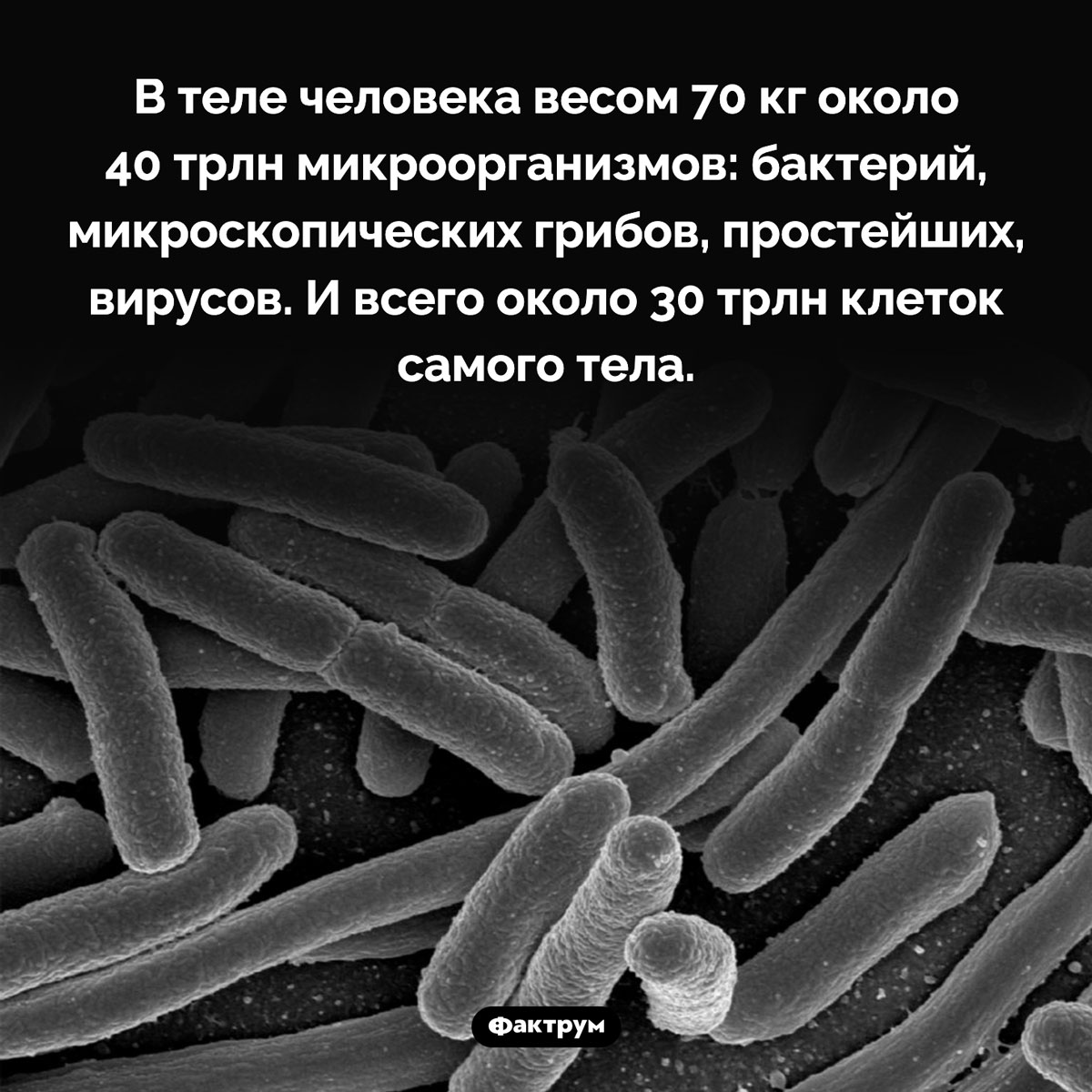 Микрофлора человека. В теле человека весом 70 кг около 40 трлн микроорганизмов: бактерий, микроскопических грибов, простейших, вирусов. И всего около 30 трлн клеток самого тела.