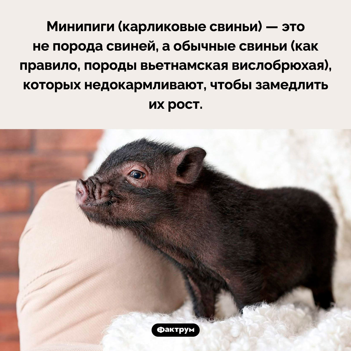 Откуда берутся минипиги. Минипиги (карликовые свиньи) — это не порода свиней, а обычные свиньи (как правило, породы вьетнамская вислобрюхая), которых недокармливают, чтобы замедлить их рост.