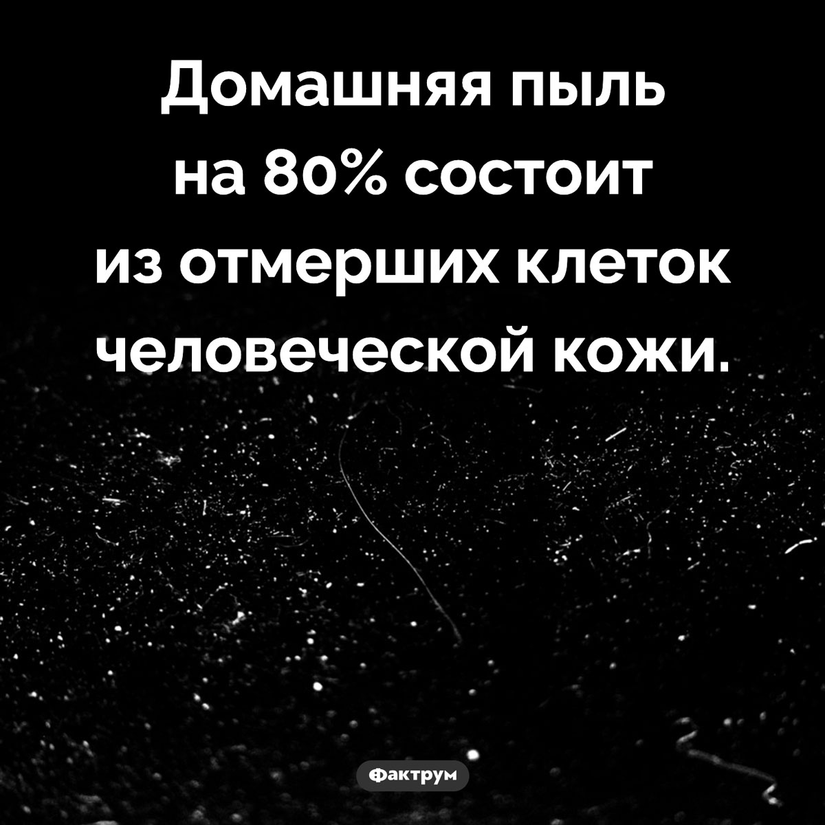 Из чего состоит пыль. Домашняя пыль на 80% состоит из отмерших клеток человеческой кожи.