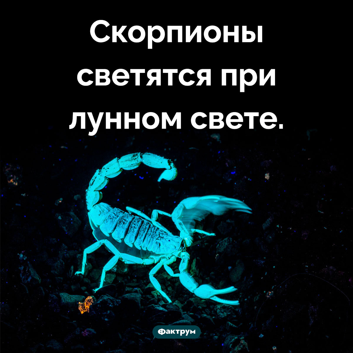 Флуоресценция скорпионов. Скорпионы светятся при лунном свете.