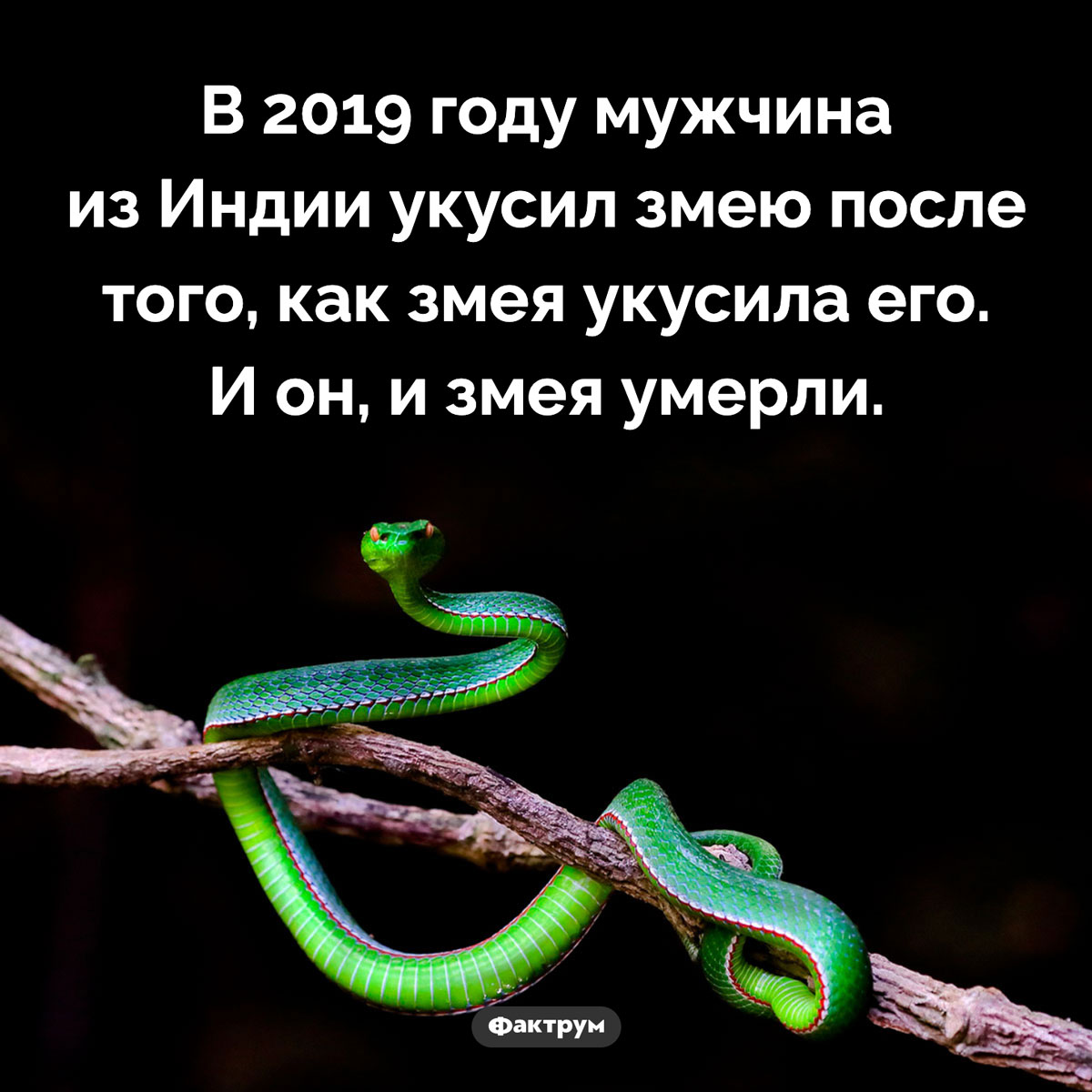 Месть змее. В 2019 году мужчина из Индии укусил змею после того, как змея укусила его. И он, и змея умерли.