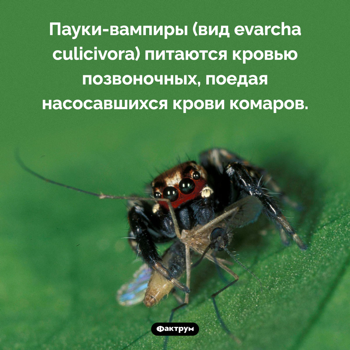 Пауки-вампиры. Пауки-вампиры (вид evarcha culicivora) питаются кровью позвоночных, поедая насосавшихся крови комаров.