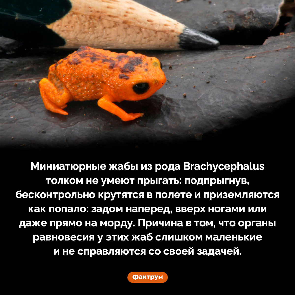 Жаба, которая не умеет нормально прыгать. Миниатюрные жабы из рода Brachycephalus толком не умеют прыгать: подпрыгнув, бесконтрольно крутятся в полете и приземляются как попало: задом наперед, вверх ногами или даже прямо на морду. Причина в том, что органы равновесия у этих жаб слишком маленькие и не справляются со своей задачей.