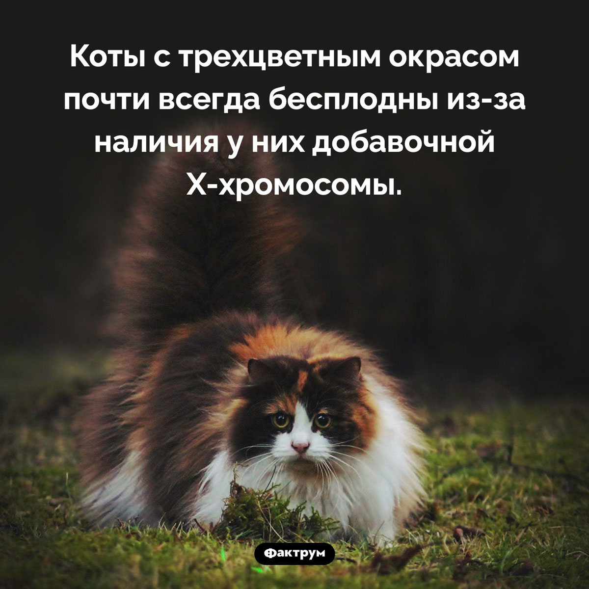 Бывают ли трехцветные коты. Коты с трехцветным окрасом почти всегда бесплодны из-за наличия у них добавочной X-хромосомы.