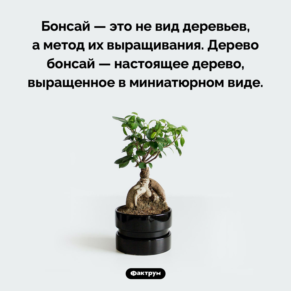Что такое бонсай. Бонсай — это не вид деревьев, а метод их выращивания. Дерево бонсай — настоящее дерево, выращенное в миниатюрном виде.