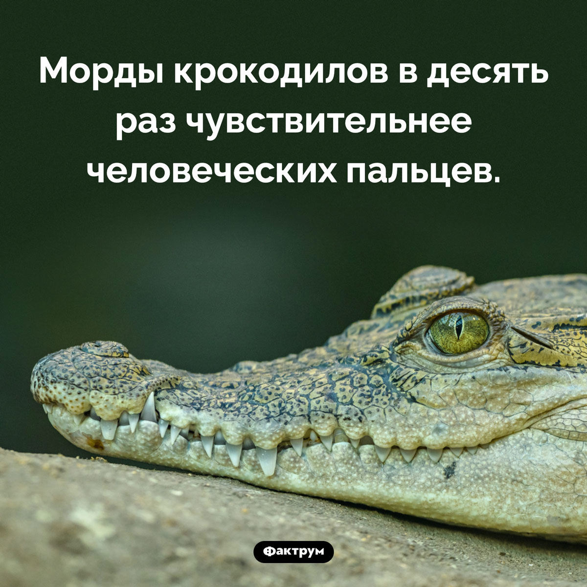 Что особенного в крокодильей морде. Морды крокодилов в десять раз чувствительнее человеческих пальцев.