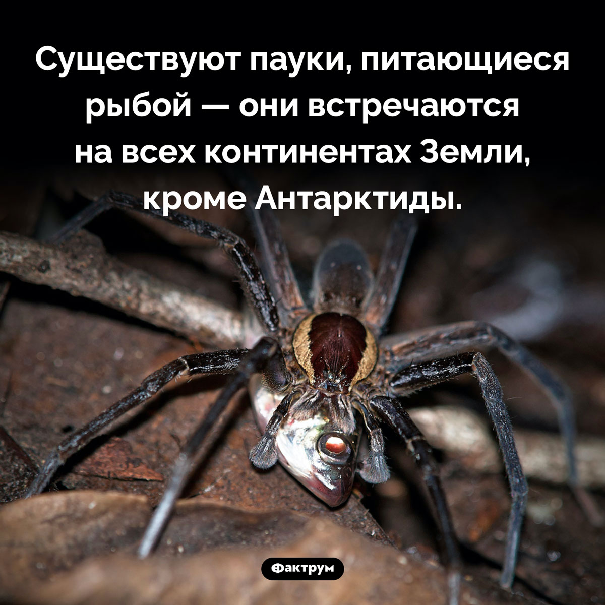 Пауки-рыболовы. Существуют пауки, питающиеся рыбой — они встречаются на всех континентах Земли, кроме Антарктиды.