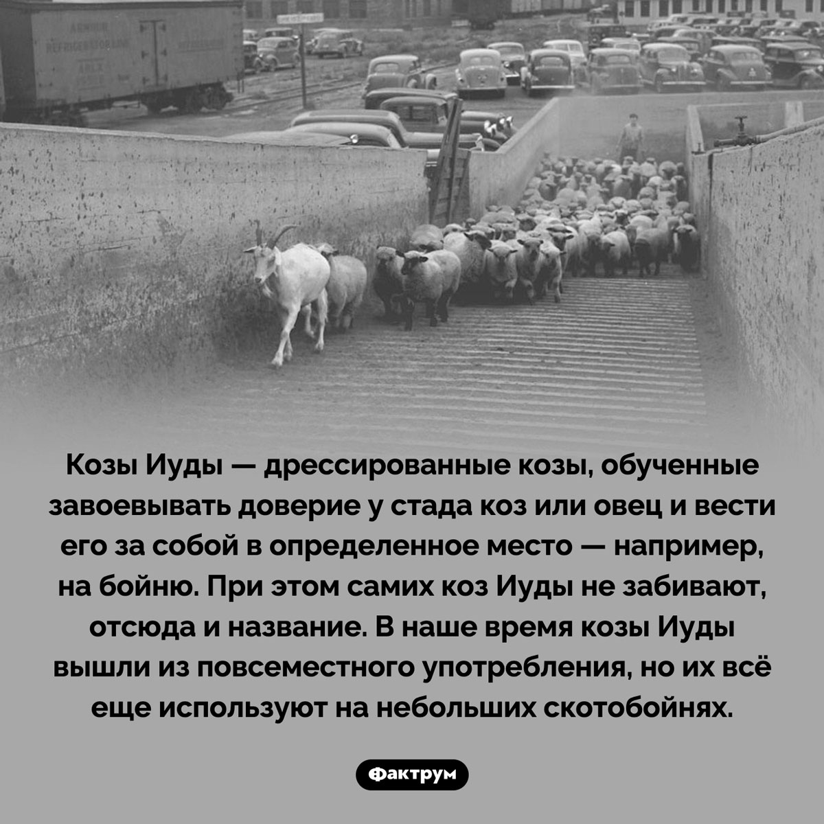 Козы Иуды. Козы Иуды — дрессированные козы, обученные завоевывать доверие у стада коз или овец и вести его за собой в определенное место — например, на бойню. При этом самих коз Иуды не забивают, отсюда и название. В наше время козы Иуды вышли из повсеместного употребления, но их всё еще используют на небольших скотобойнях.