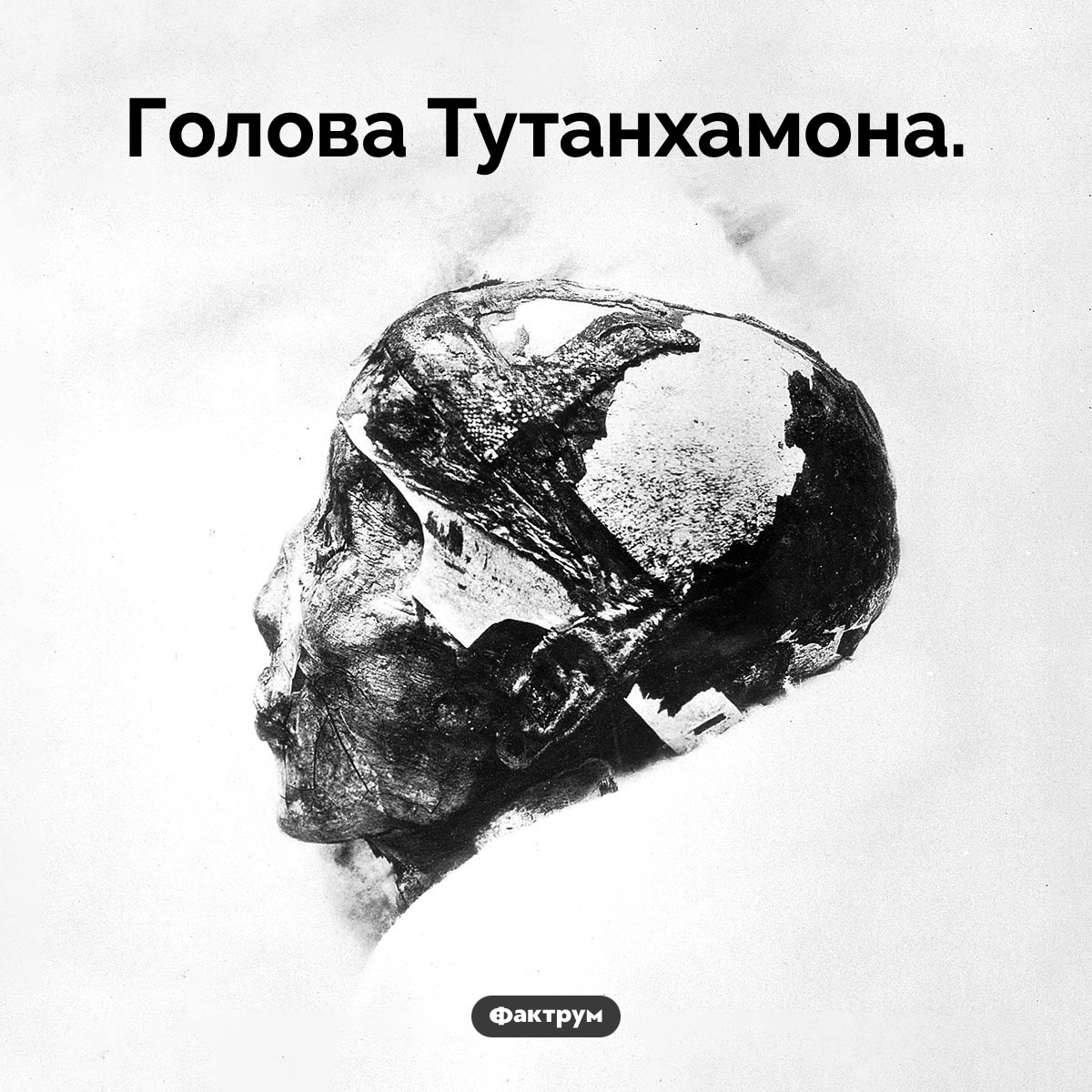 Голова Тутанхамона. Голова Тутанхамона.