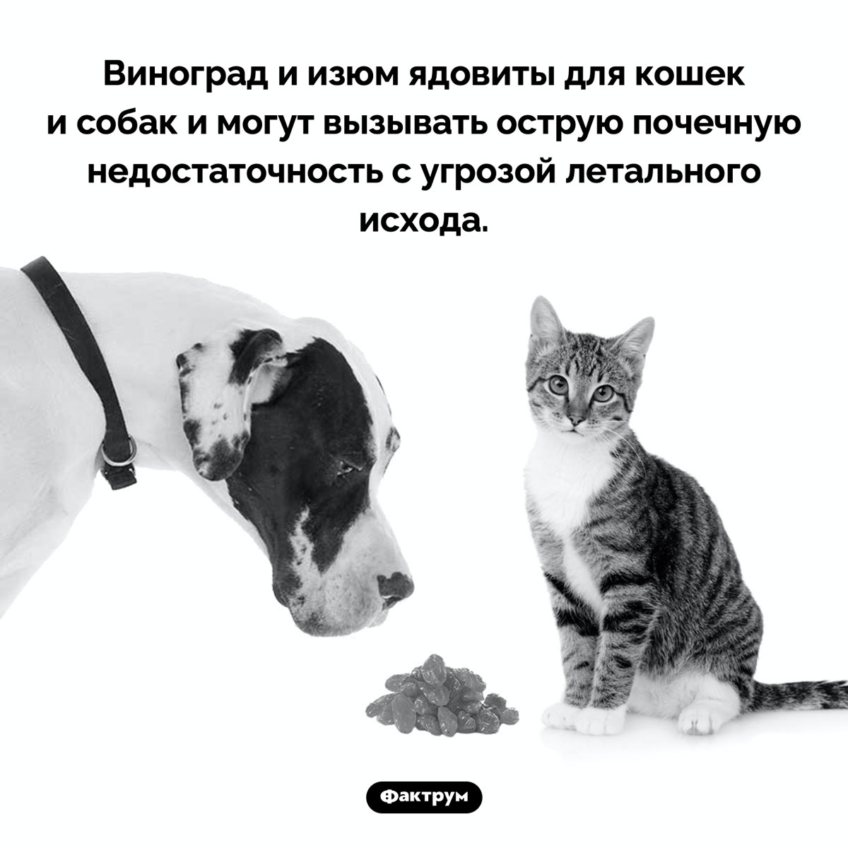 Не давайте собакам и кошкам виноград. Виноград и изюм ядовиты для кошек и собак и могут вызывать острую почечную недостаточность с угрозой летального исхода.