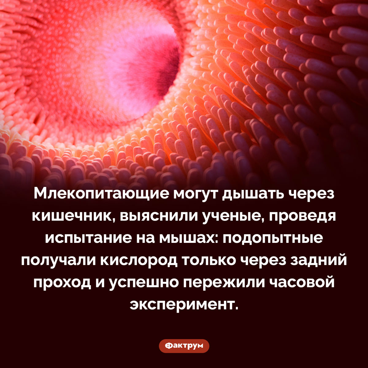 Млекопитающие могут дышать попой. Млекопитающие могут дышать через кишечник, выяснили ученые, проведя испытание на мышах: подопытные получали кислород только через задний проход и успешно пережили часовой эксперимент.