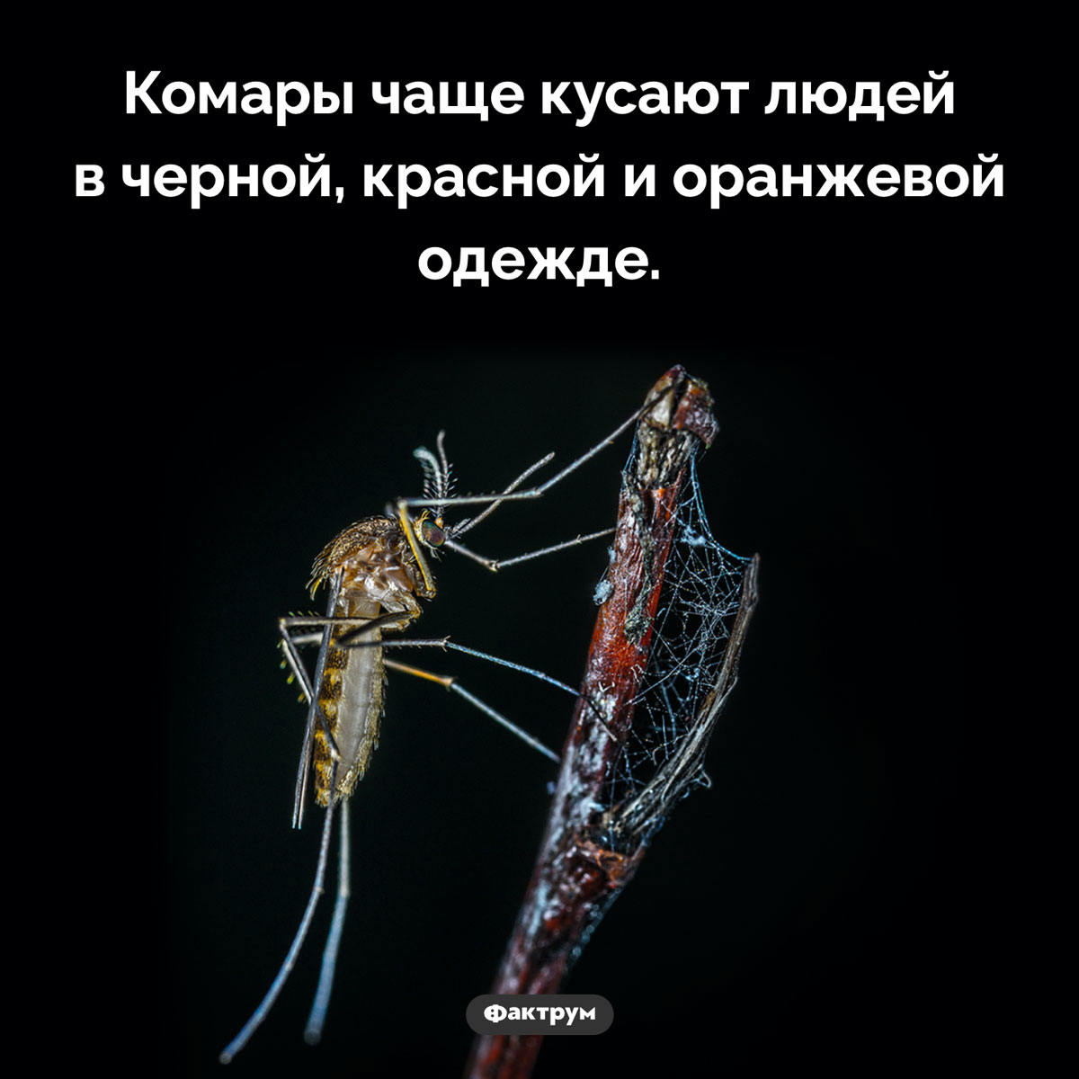 Кого не кусают комары. Комары чаще кусают людей в черной, красной и оранжевой одежде.