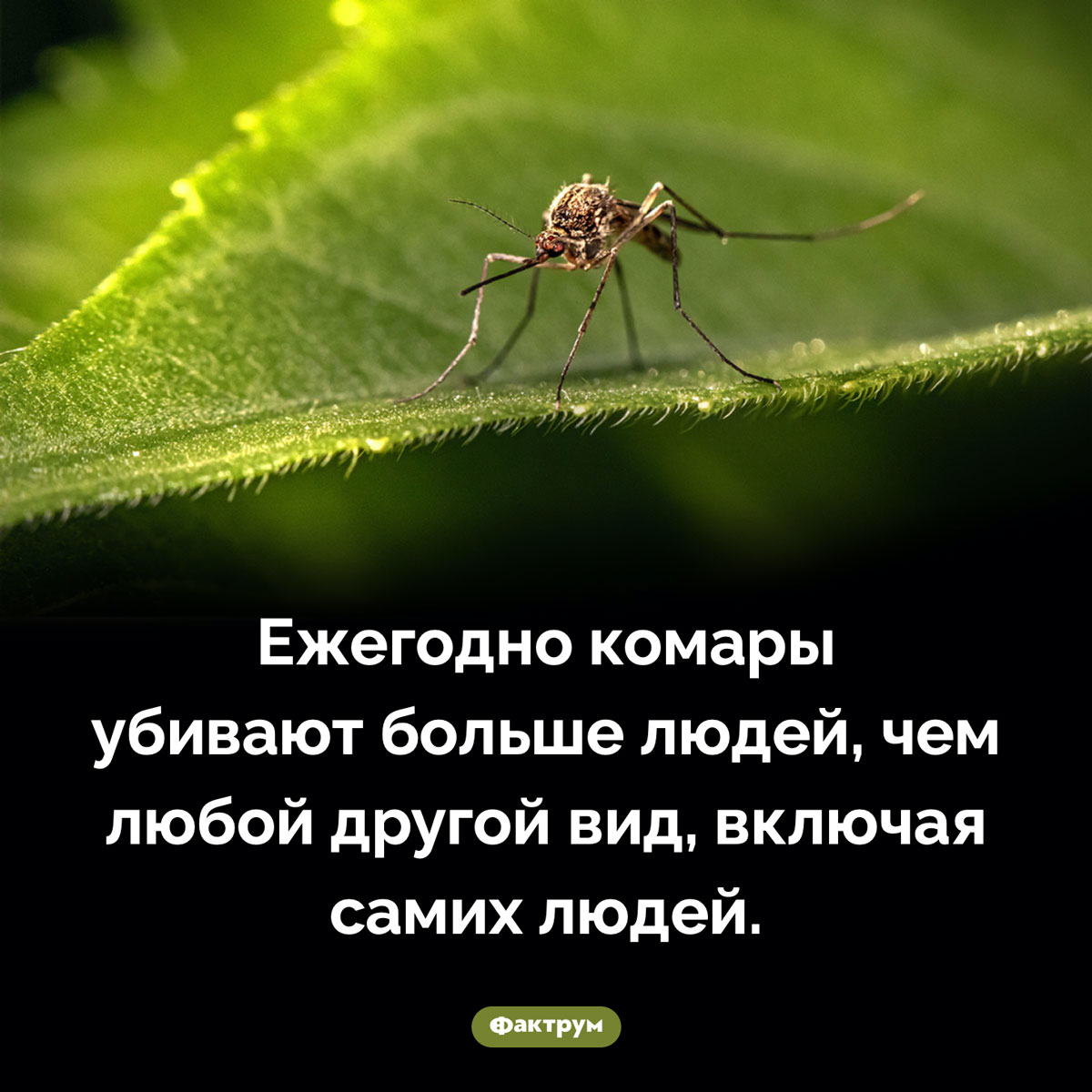 Комары-убийцы. Ежегодно комары убивают больше людей, чем любой другой вид, включая самих людей.