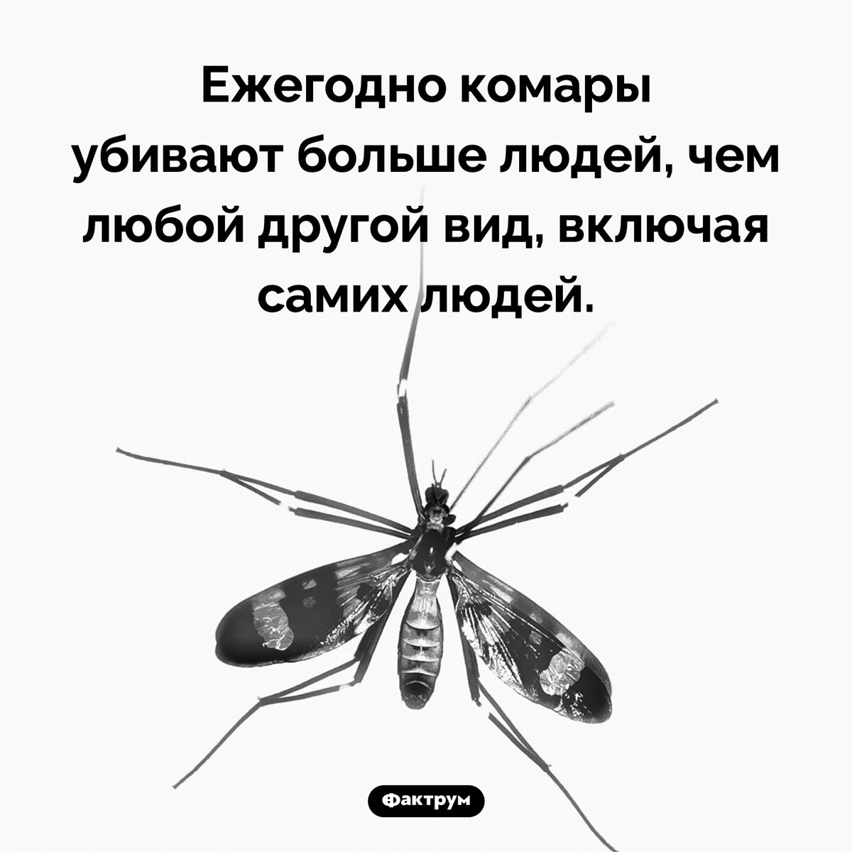 Убитый комар
