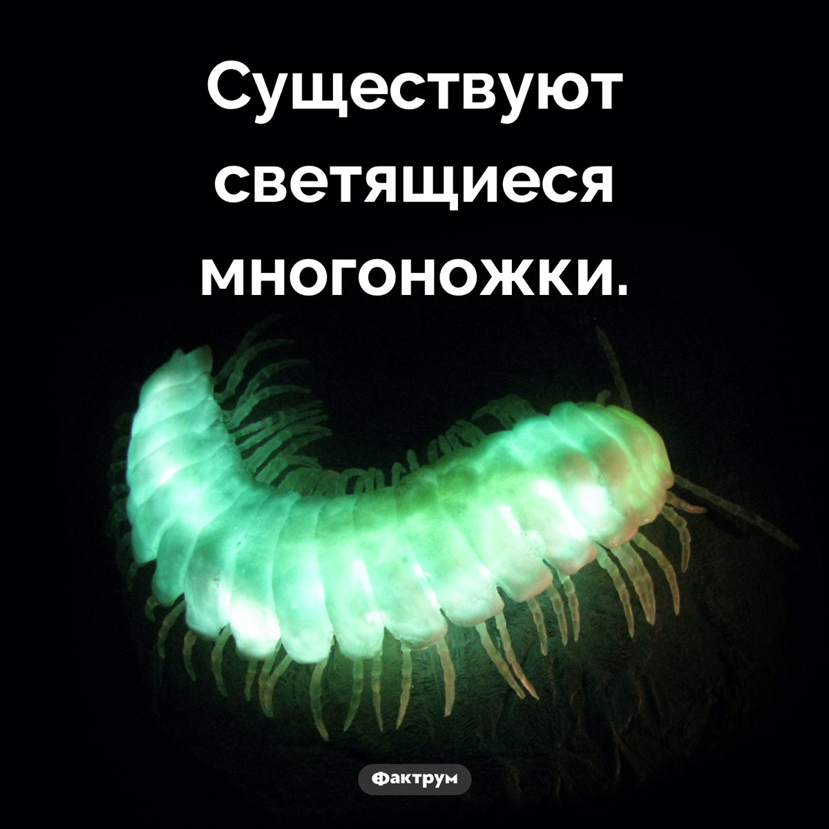 Биолюминесцирующие многоножки. Существуют светящиеся многоножки.