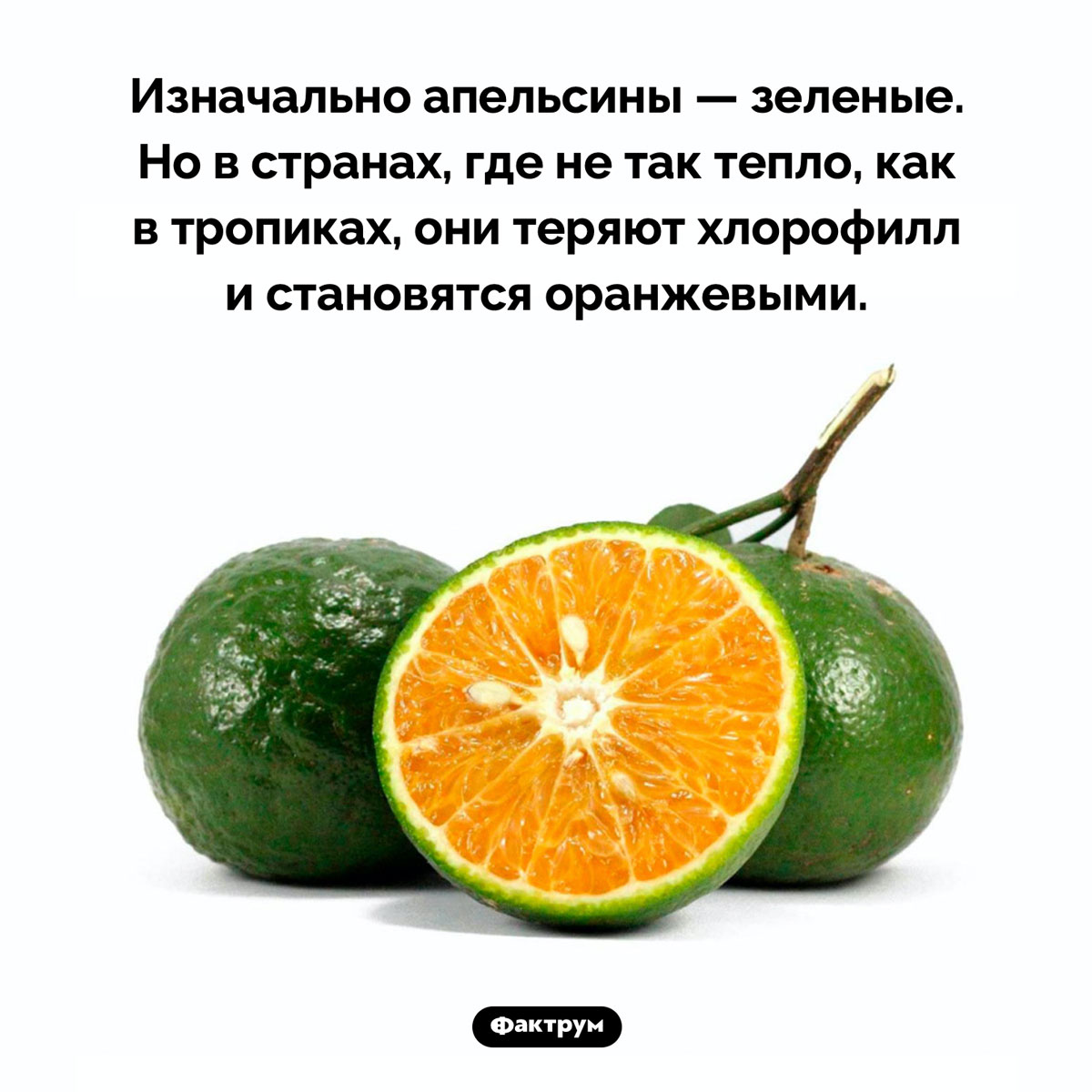 Оригинальный цвет апельсинов. Изначально апельсины — зеленые. Но в странах, где не так тепло, как в тропиках, они теряют хлорофилл и становятся оранжевыми.