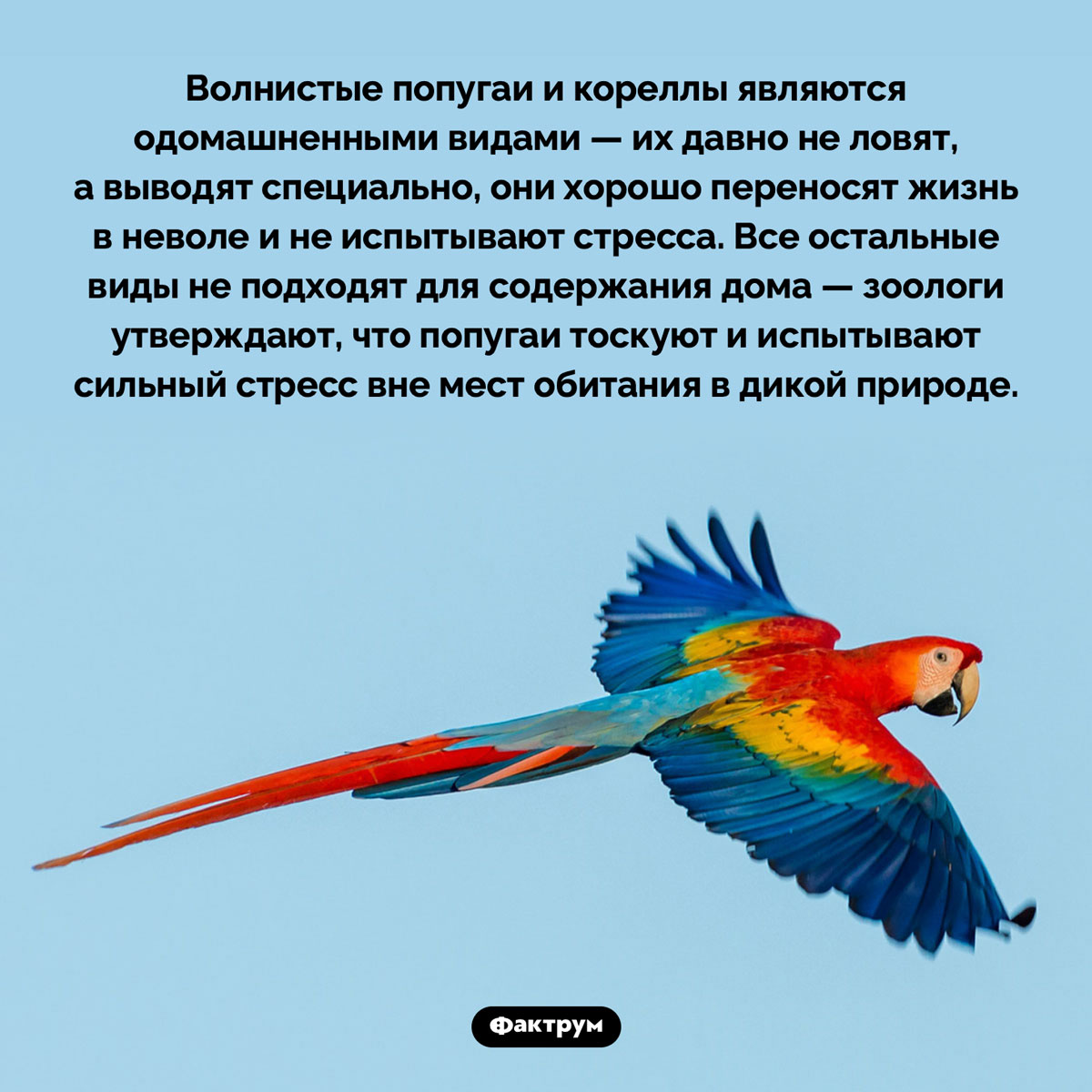 Попугаи тоскуют в неволе. Волнистые попугаи и кореллы являются одомашненными видами — их давно не ловят, а выводят специально, они хорошо переносят жизнь в неволе и не испытывают стресса. Все остальные виды не подходят для содержания дома — зоологи утверждают, что попугаи тоскуют и испытывают сильный стресс вне мест обитания в дикой природе.