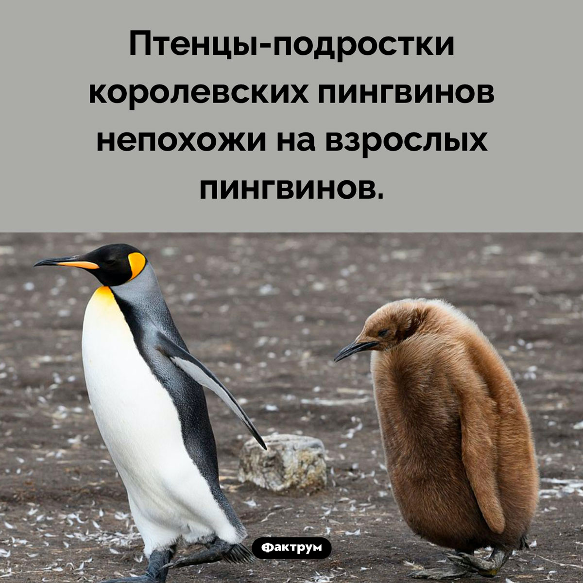Странный коричневый пингвин. Птенцы-подростки королевских пингвинов непохожи на взрослых пингвинов.