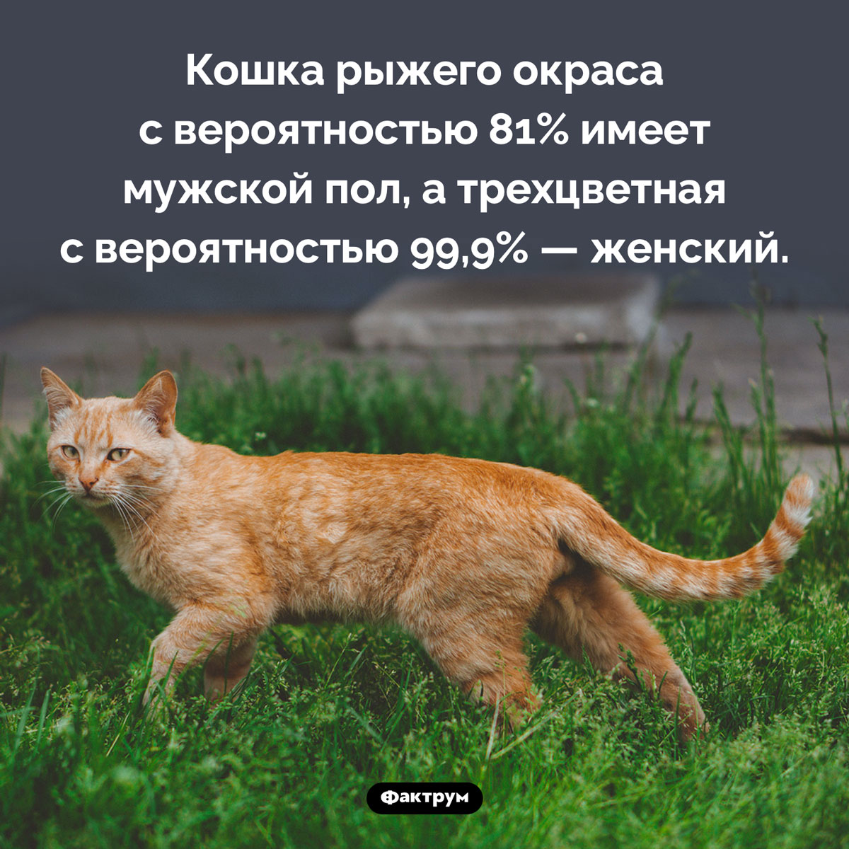 Почти все рыжие кошки — коты. Кошка рыжего окраса с вероятностью 81% имеет мужской пол, а трехцветная с вероятностью 99,9% — женский.