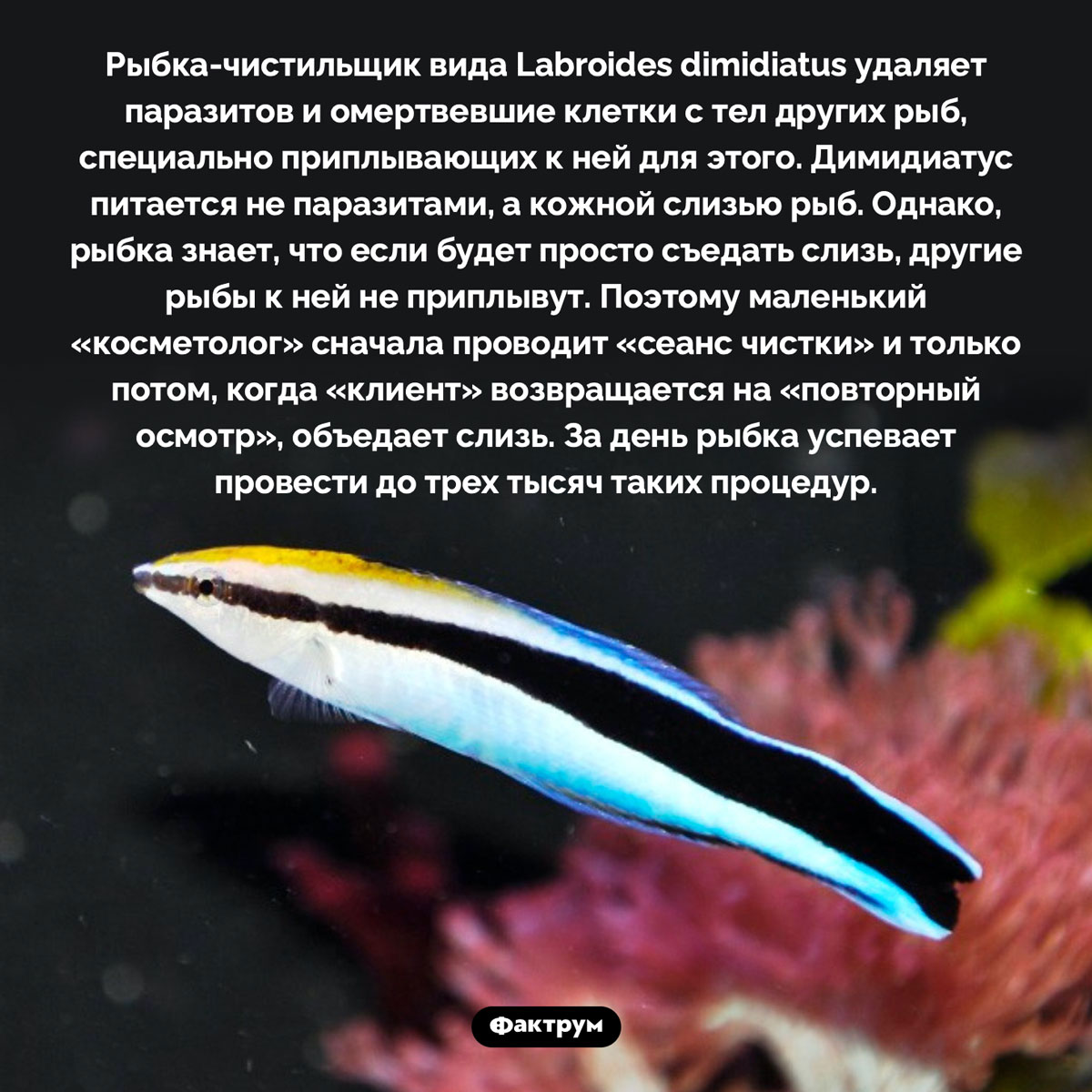 Рыбка-косметолог. Рыбка-чистильщик вида Labroides dimidiatus удаляет паразитов и омертвевшие клетки с тел других рыб, специально приплывающих к ней для этого. Димидиатус питается не паразитами, а кожной слизью рыб. Однако, рыбка знает, что если будет просто съедать слизь, другие рыбы к ней не приплывут. Поэтому маленький «косметолог» сначала проводит «сеанс чистки» и только потом, когда «клиент» возвращается на «повторный осмотр», объедает слизь. За день рыбка успевает провести до трех тысяч таких процедур.
