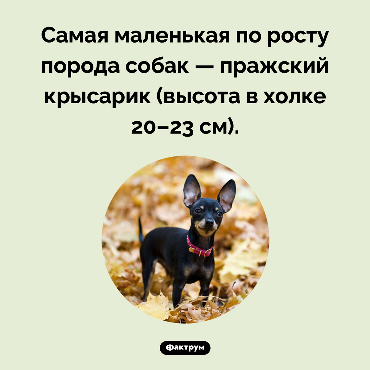 Самая маленькая порода собак. Самая маленькая по росту порода собак — пражский крысарик (высота в холке 20–23 см).