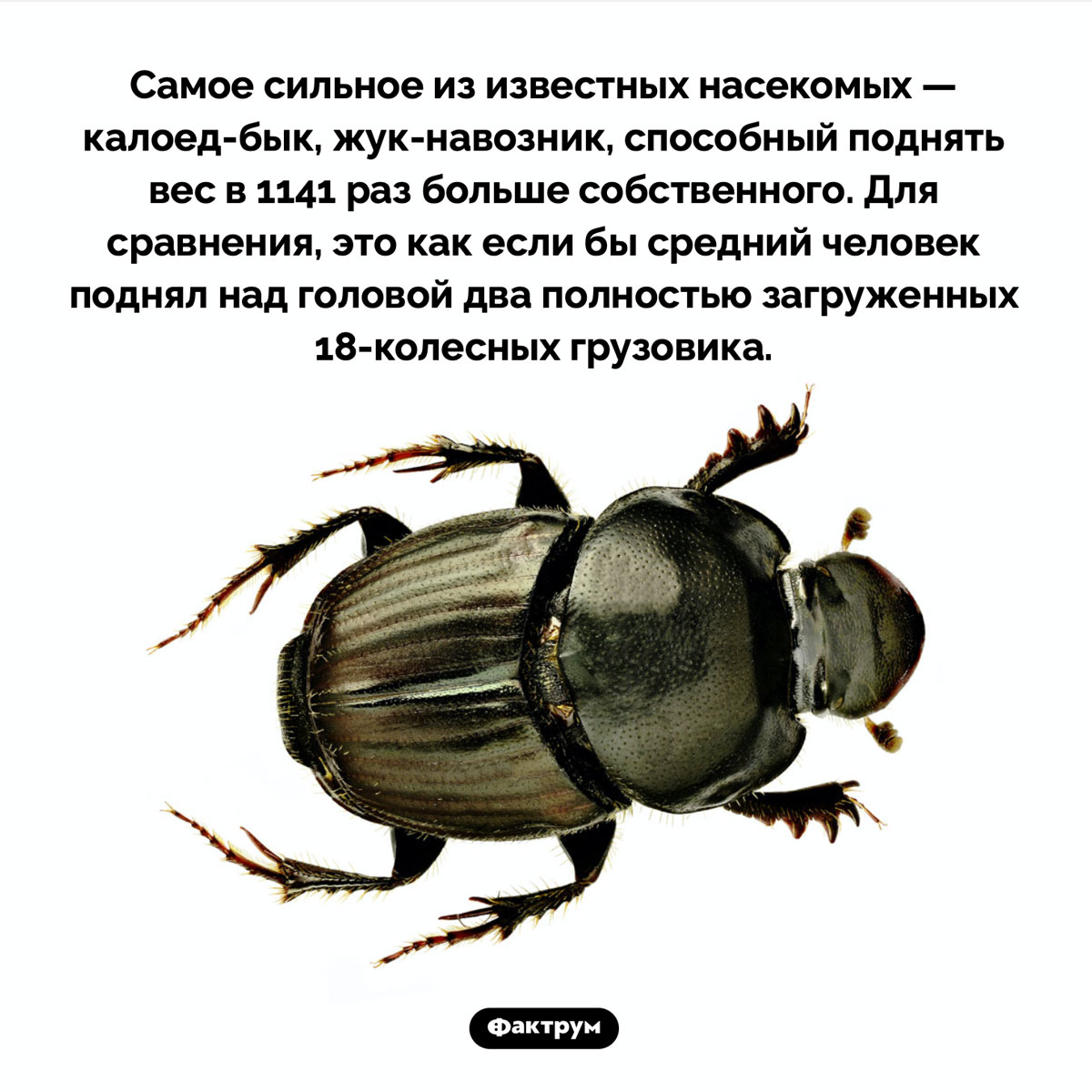 Самое сильное насекомое. Самое сильное из известных насекомых — калоед-бык, жук-навозник, способный поднять вес в 1141 раз больше собственного. Для сравнения, это как если бы средний человек поднял над головой два полностью загруженных 18-колесных грузовика.