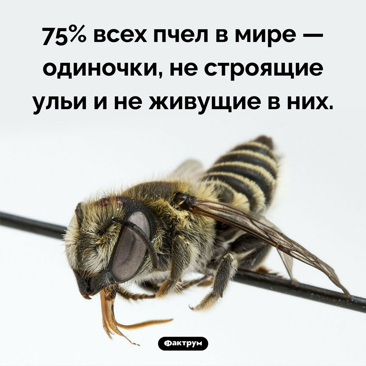 Все ли пчелы строят ульи. 75% всех пчел в мире — одиночки, не строящие ульи и не живущие в них.