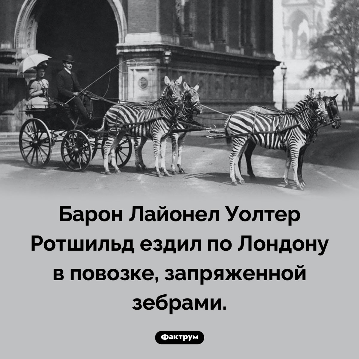 Причуда Ротшильда. Барон Лайонел Уолтер Ротшильд ездил по Лондону в повозке, запряженной зебрами.