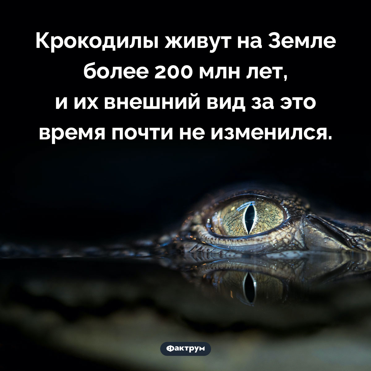 Ископаемые крокодилы почти такие же, как современные. Крокодилы живут на Земле более 200 млн лет, и их внешний вид за это время почти не изменился.