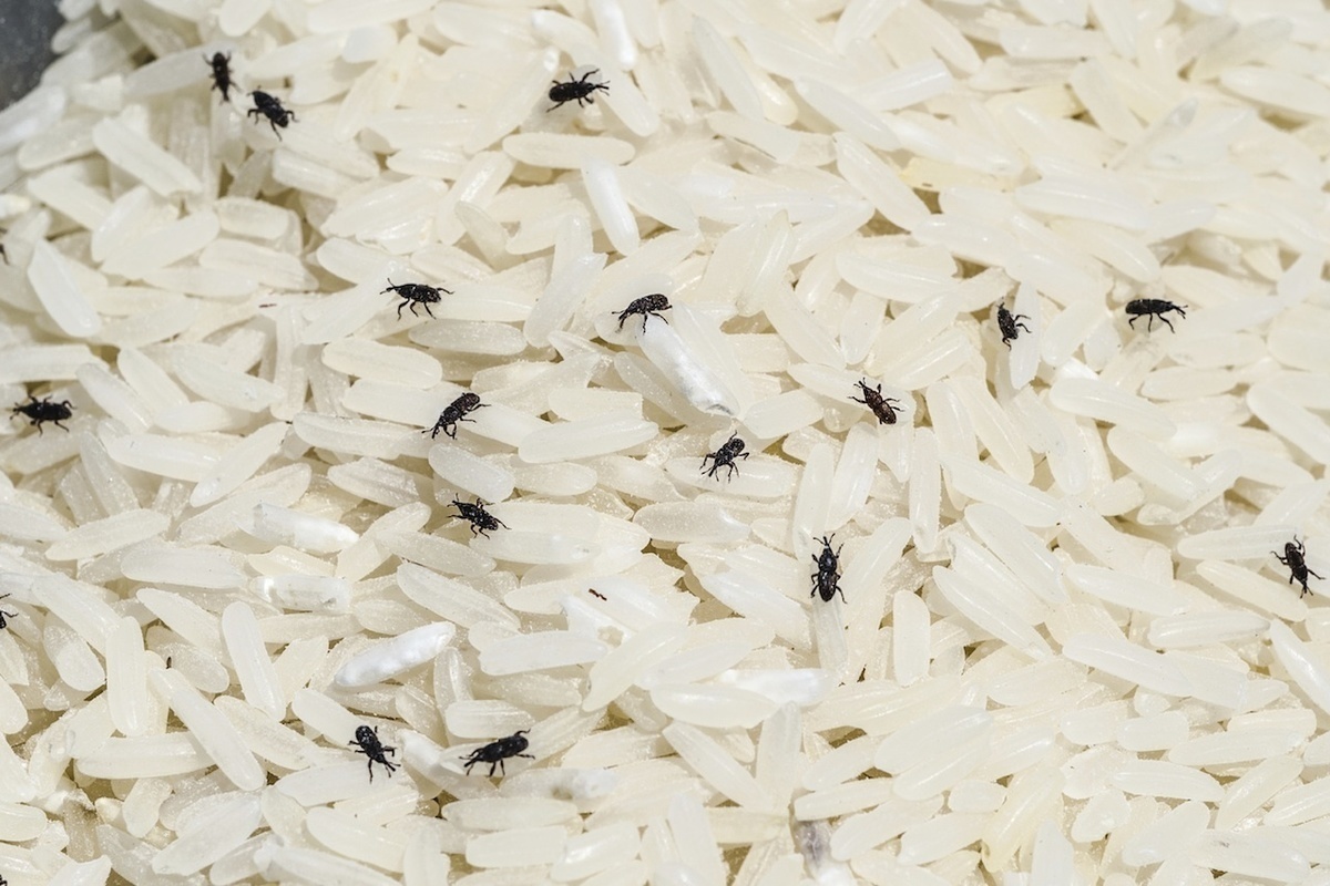 Insects in Canine Meals: An Very important Information for Puppy Homeowners
