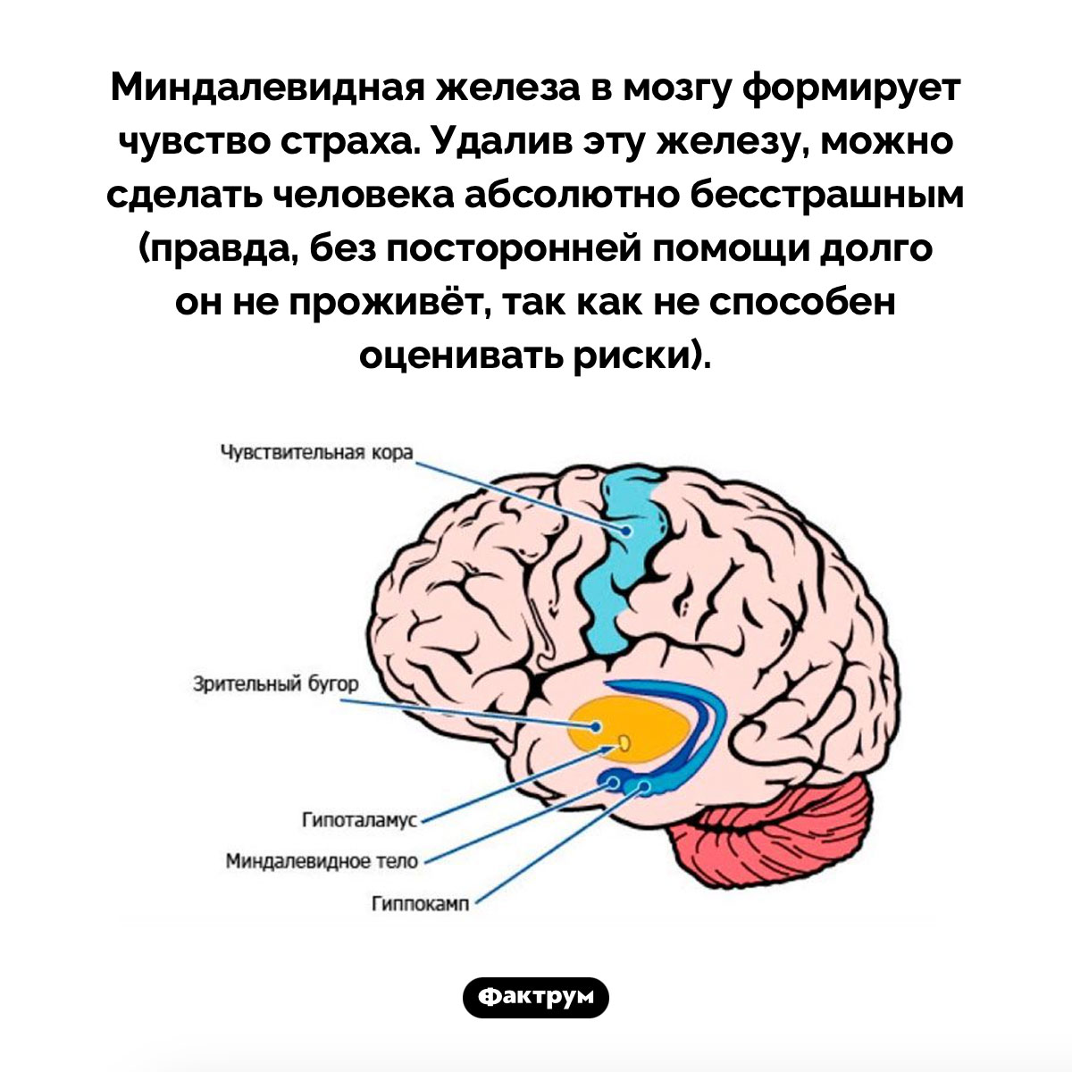 Что делает миндалевидная железа. Миндалевидная железа в мозгу формирует чувство страха. Удалив эту железу, можно сделать человека абсолютно бесстрашным (правда, без посторонней помощи долго он не проживёт, так как не способен оценивать риски).