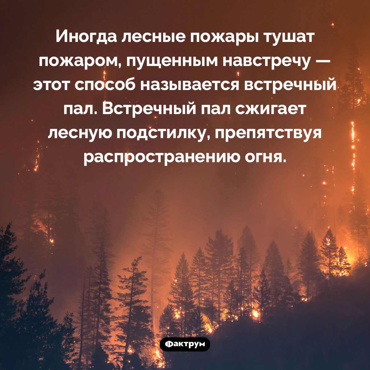 Как потушить пожар пожаром. Иногда лесные пожары тушат пожаром, пущенным навстречу — этот способ называется встречный пал. Встречный пал сжигает лесную подстилку, препятствуя распространению огня.