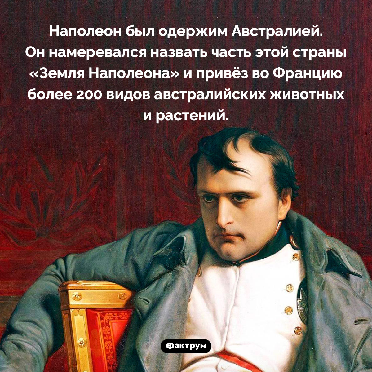 Наполеон и Австралия. Наполеон был одержим Австралией. Он намеревался назвать часть этой страны «Земля Наполеона» и привёз во Францию более 200 видов австралийских животных и растений.