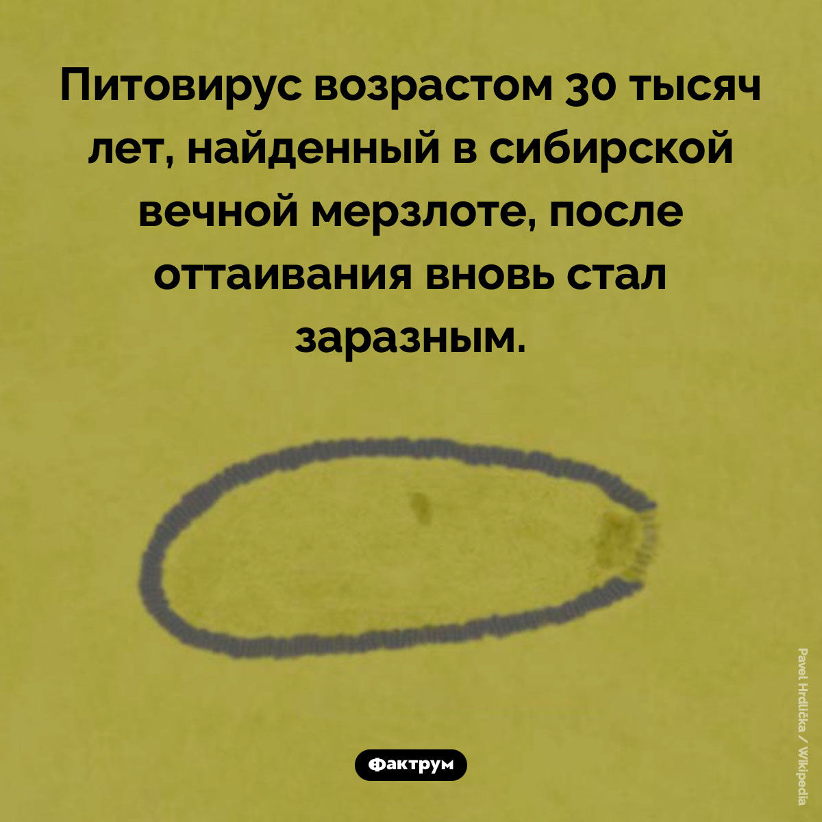 Неубиваемый вирус. Питовирус возрастом 30 тысяч лет, найденный в сибирской вечной мерзлоте, после оттаивания вновь стал заразным.