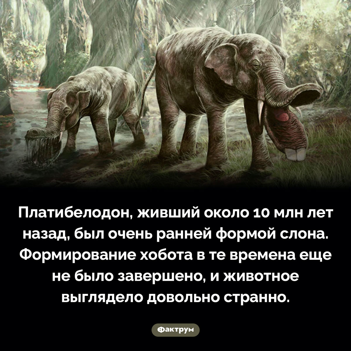 Очень странный платибелодон. Платибелодон, живший около 10 млн лет назад, был очень ранней формой слона. Формирование хобота в те времена еще не было завершено, и животное выглядело довольно странно.
