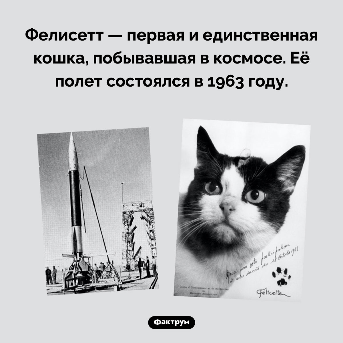 Первая кошка в космосе. Фелисетт — первая и единственная кошка, побывавшая в космосе. Её полет состоялся в 1963 году.