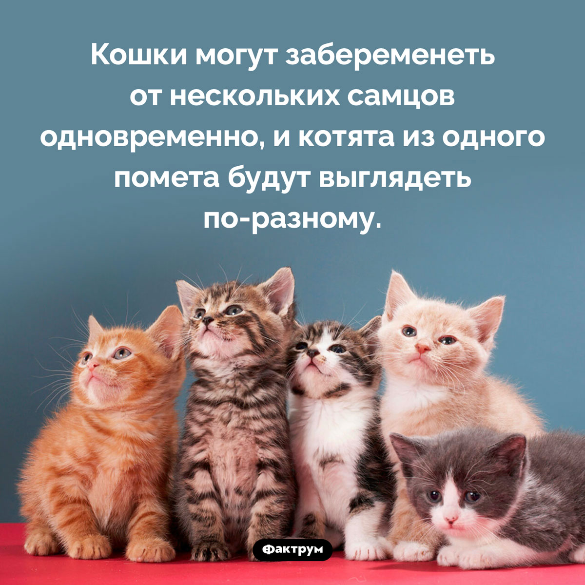 Почему котята из одного помета иногда выглядят по-разному. Кошки могут забеременеть от нескольких самцов одновременно, и котята из одного помета будут выглядеть по-разному.