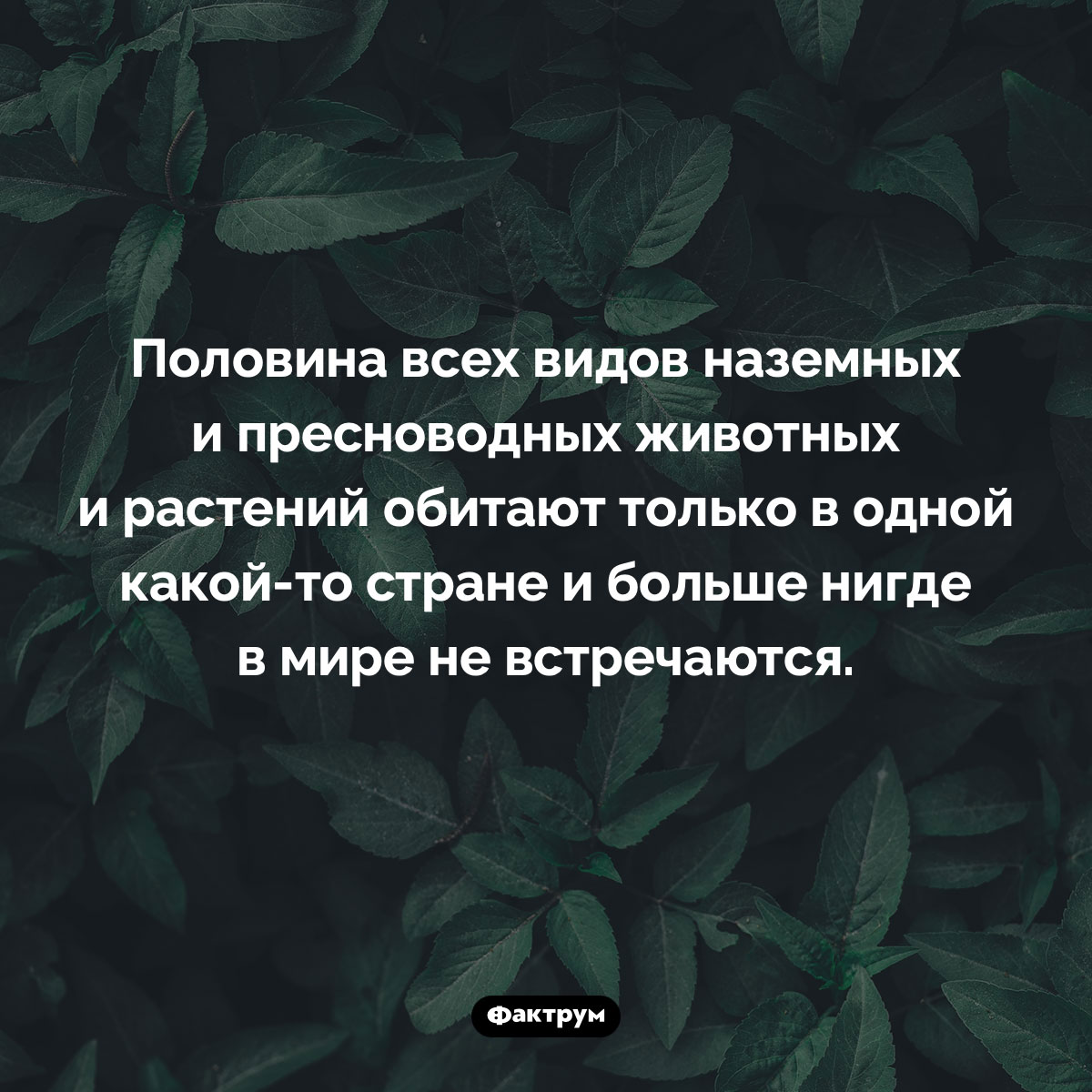 Половина видов животных и растений имеют очень ограниченный ареал. Половина всех видов наземных и пресноводных животных и растений обитают только в одной какой-то стране и больше нигде в мире не встречаются.