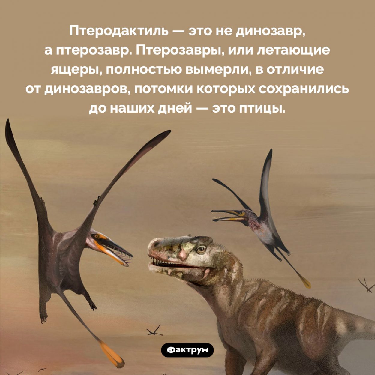 Птеродактиль — это не динозавр. Птеродактиль — это не динозавр, а птерозавр. Птерозавры, или летающие ящеры, полностью вымерли, в отличие от динозавров, потомки которых сохранились до наших дней — это птицы.