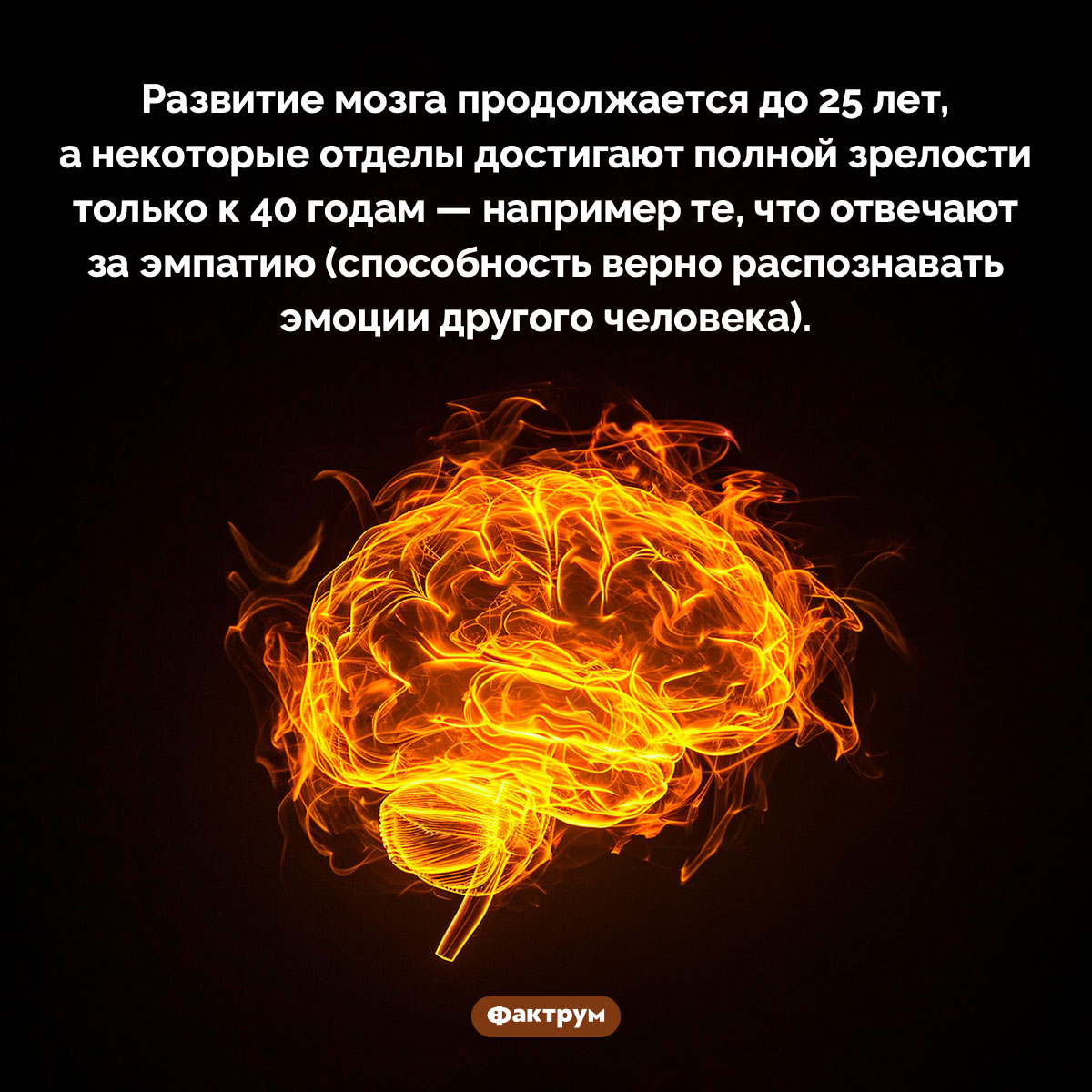 Развитие мозга продолжается до 25 лет. Развитие мозга продолжается до 25 лет, а некоторые отделы достигают полной зрелости только к 40 годам — например те, что отвечают за эмпатию (способность верно распознавать эмоции другого человека).